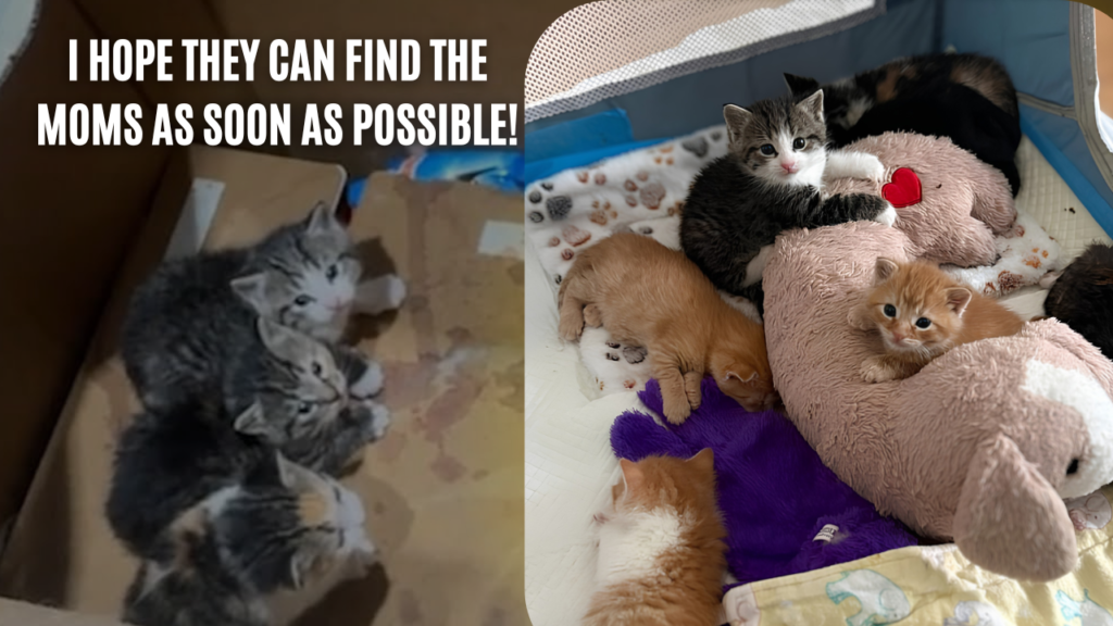 I hope they can find the moms as soon as possible!
