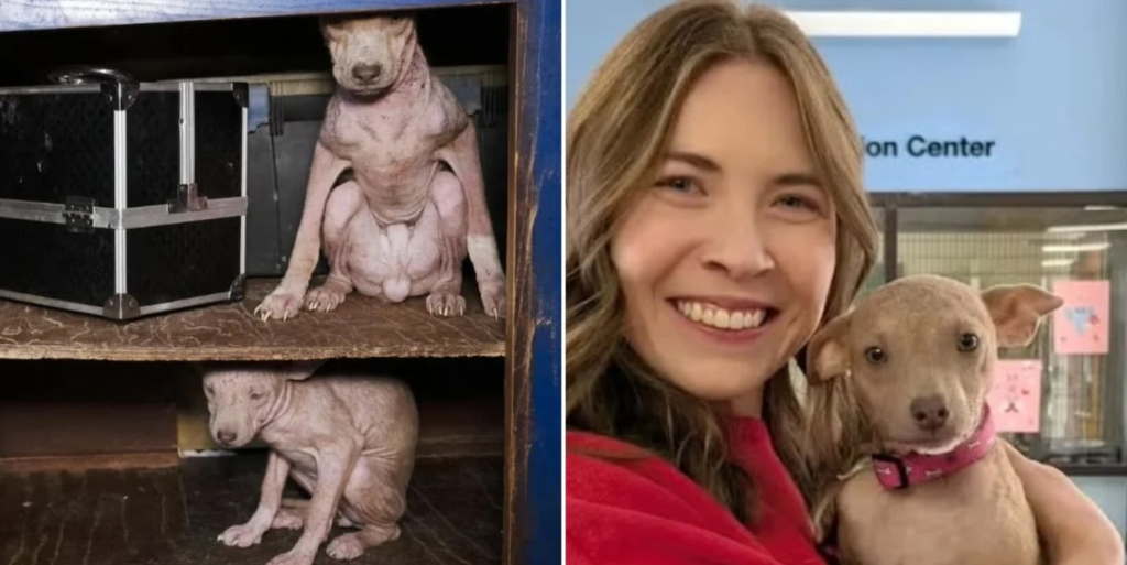 Hairless Puppy Once Crouched Inside a Feces-Filled Home Now